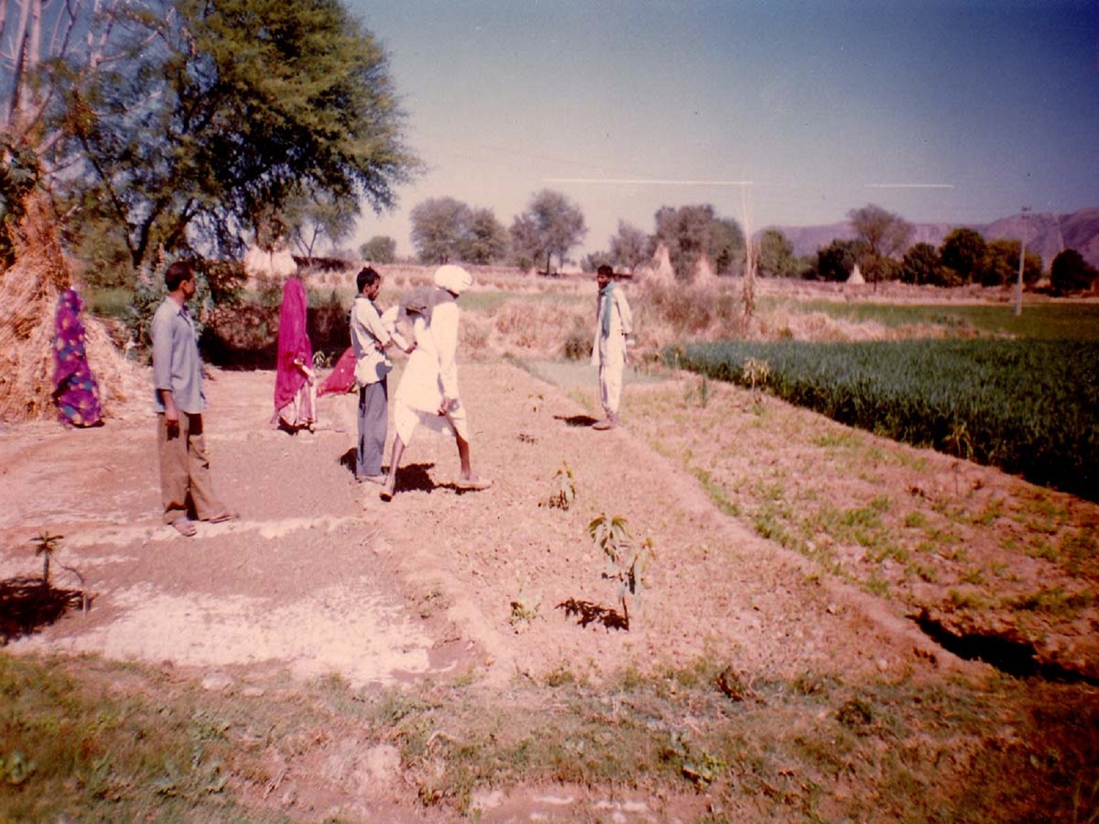 Horticulture plantation