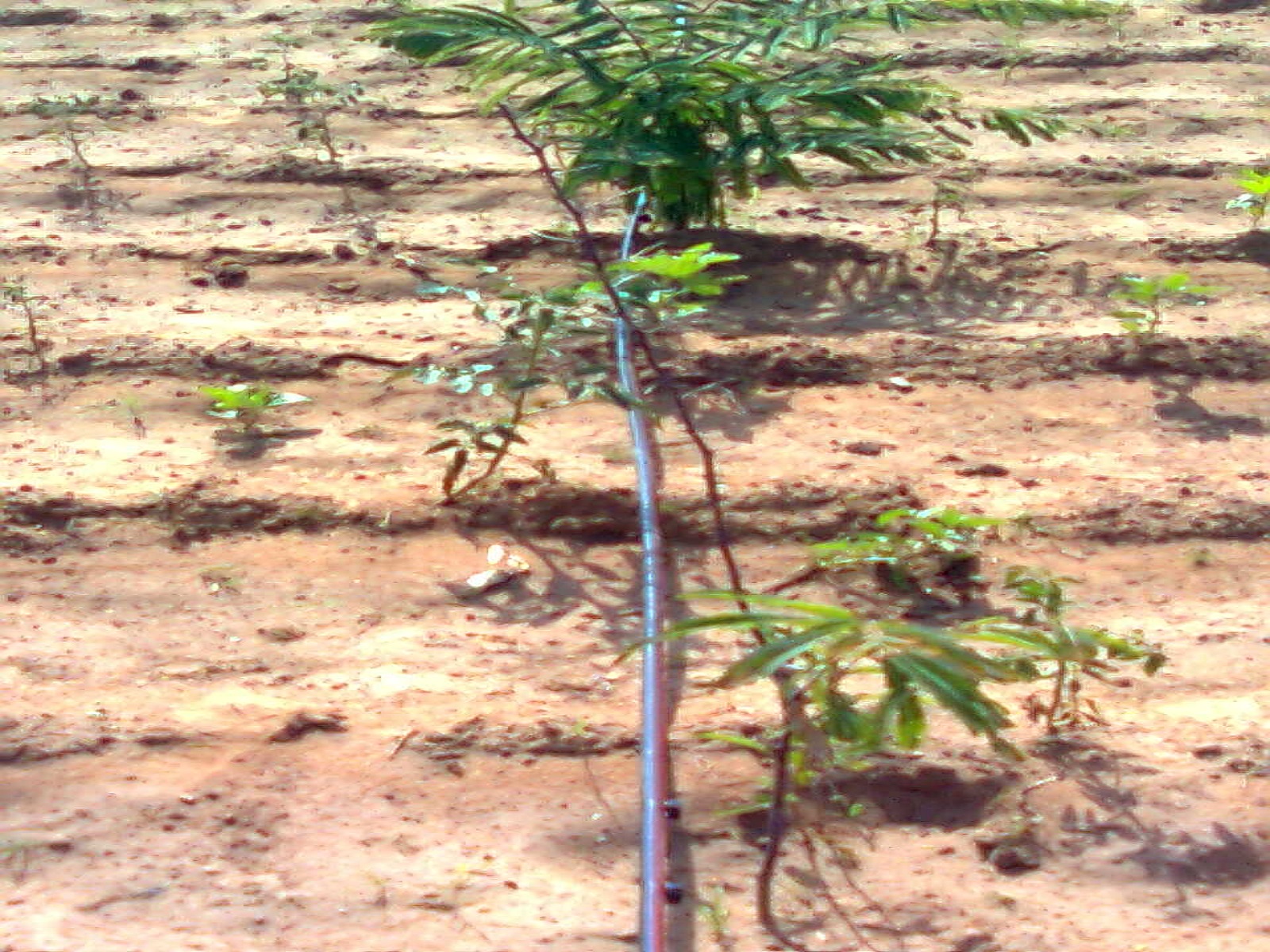 Drip irrigation