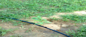 Promotion of Agro-forestry for fuel and fodderGramin Vigyan Seva Sansthan (GVSS) gvssindia.org